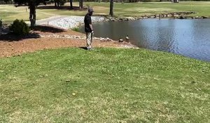 Une balle de golf dans un nid d'oies
