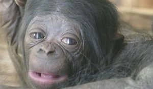 Vallée des Singes : la naissance d'un bébé bonobo réjouit le personnel du parc