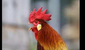 Hautes-Pyrénées : Un habitant occasionnel attaque en justice pour faire taire le coq Pitikok