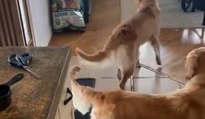 Un nouveau membre à la famille Pas d’accord!
