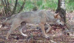 Bretagne : un loup a été identifié dans les monts d'Arrée pour la première fois depuis un siècle