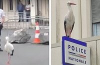 Vendée : après s'être échappée du Puy du Fou, une cigogne se perd avant de se rendre au commissariat