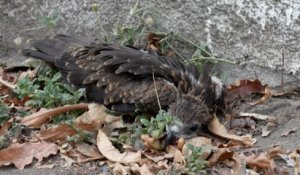 Canicule en Inde : des bénévoles mobilisés pour sauver les oiseaux déshydratés tombés du ciel