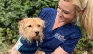 Une vétérinaire recueille un chien errant affamé dans un chenil puis finit par l'adopter