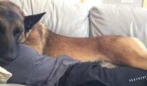 « Mon chien est mon héros et je lui dois la vie », ce malinois a sauvé sa maîtresse d'une attaque de puma