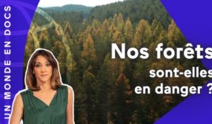 Nos forêts sont-elles en danger ?