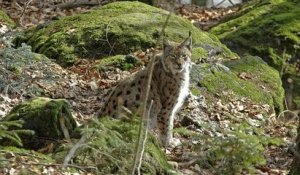 Jura : deux jeunes lynx ont été remis en liberté par une association après avoir perdu leurs mères