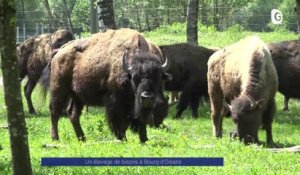 Reportage - Un élevage de bisons à Bourg d'Oisans