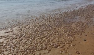 Des milliers de méduses échouées sur les plages de l'Atlantique