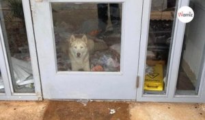 Un chien arrive lors de la fermeture du refuge : le lendemain, les bénévoles ont la surprise de leur vie