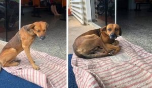 Brésil : un chien attend toujours le retour de son maître malade devant l'hôpital, quatre mois après sa mort