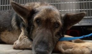 Un chien qui a survécu des semaines dans un enclos extérieur après la mort de son maître a trouvé un nouveau foyer aimant