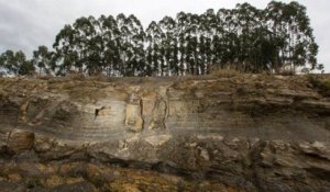 Au Brésil, des scientifiques ont découvert des fossiles d'une forêt vieille de 290 millions d'années