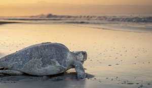 Au Guatemala, 65 tortues et 14 dauphins ont été retrouvés morts sur la côte pacifique