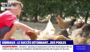 Animaux: le succès détonnant des poules, 10% des Français en élèvent