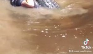 Un homme plonge dans les marécages et soulève un alligator sauvage