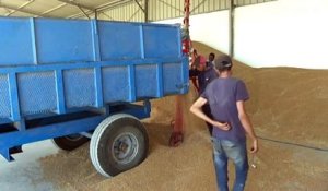 La Tunisie vise l'autosuffisance en blé dur d'ici 2023