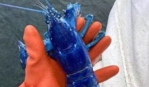 États-Unis : un pêcheur découvre un rarissime homard bleu électrique en remontant ses filets