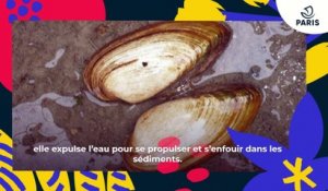 La Mulette des peintres  | Brèves de nature sauvage à Paris | Paris Podcast