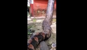 Ce brésilien a un visiteur un peu flippant... énorme anaconda