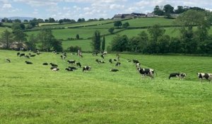 L’élevage laitier irlandais vu par des éleveurs français
