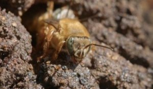 «Les abeilles sont là pour nous aider» : au Brésil, ces abeilles sans dard qui font un miel différent