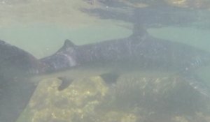 Un requin bleu aperçu dans le Var : « On n’est pas dans les Dents de la mer »