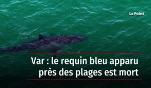 Var : le requin bleu apparu près des plages est mort