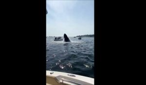 Une baleine finit son saut sur un bateau... douloureux
