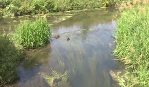 Essonne : niveau d'alerte atteint pour la rivière de l'Orge