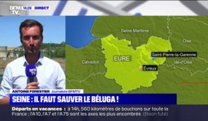 Eure: un béluga piégé dans les Seine, les autorités inquiètes pour sa santé