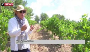 Sécheresse : Les conséquences sur l'huile d'olive et le vin