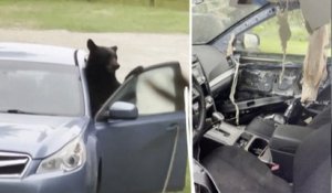 Plafond arraché, tableau de bord mâchouillé : un ours passe la nuit dans une voiture aux États-Unis