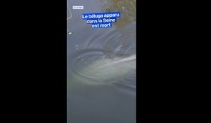 Béluga dans la Seine: le cétacé est mort lors de son transfert