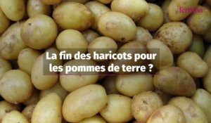 Pénurie : après la moutarde et l’huile de tournesol, le légume préféré des Français est menacé à cause de la sécheresse