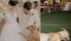 Ce chien s'incruste dans un mariage, les mariés décident de l'adopter
