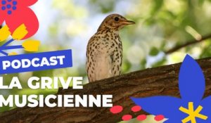 La Grive musicienne  | Brèves de nature sauvage à Paris | Paris Podcast 