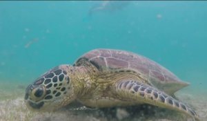 Fenêtre sur l’Outre-mer - Mayotte : protéger les tortues