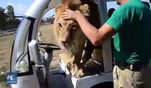 Ce lion vient demander des calins à des touristes