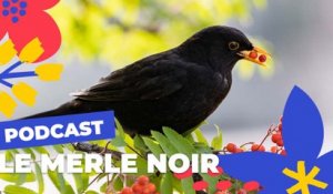 Le merle noir  | Brèves de nature sauvage à Paris | Paris Podcast