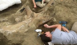 États-Unis : des scientifiques déterrent un crâne géant de tricératops dans le Dakota du Sud