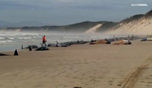 La mort de 200 cétacés, échoués sur une plage en Australie