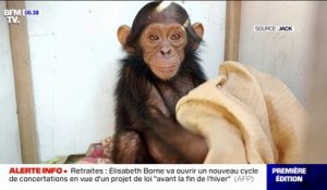Le choix d'Angèle - Au Congo, des malfaiteurs kidnappent trois bébés chimpanzés et réclament une rançon colossale