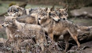 Une meute de loups aperçue près de Marseille après l'attaque d'un troupeau