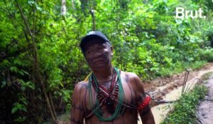 En Amazonie, ce peuple indigène menacé par la récolte d’or