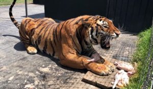 Ne jamais déranger un tigre qui mange... Dangereux