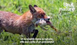 Duel : y a-t-il trop de renards en France ?