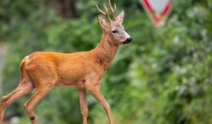 Un chevreuil s'enfuit lors d'une partie de chasse et se retrouve désorienté dans un village