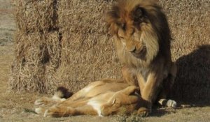 Pérou : un lion reste aux côtés de sa compagne malade jusqu'à la fin
