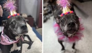 États-Unis : un refuge organise un adorable anniversaire surprise pour une chienne âgée et invite ses humains préférés